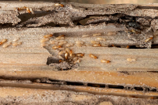 Best Termite Control Services  in Ballard, UT